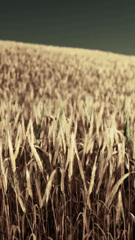 golden wheat field