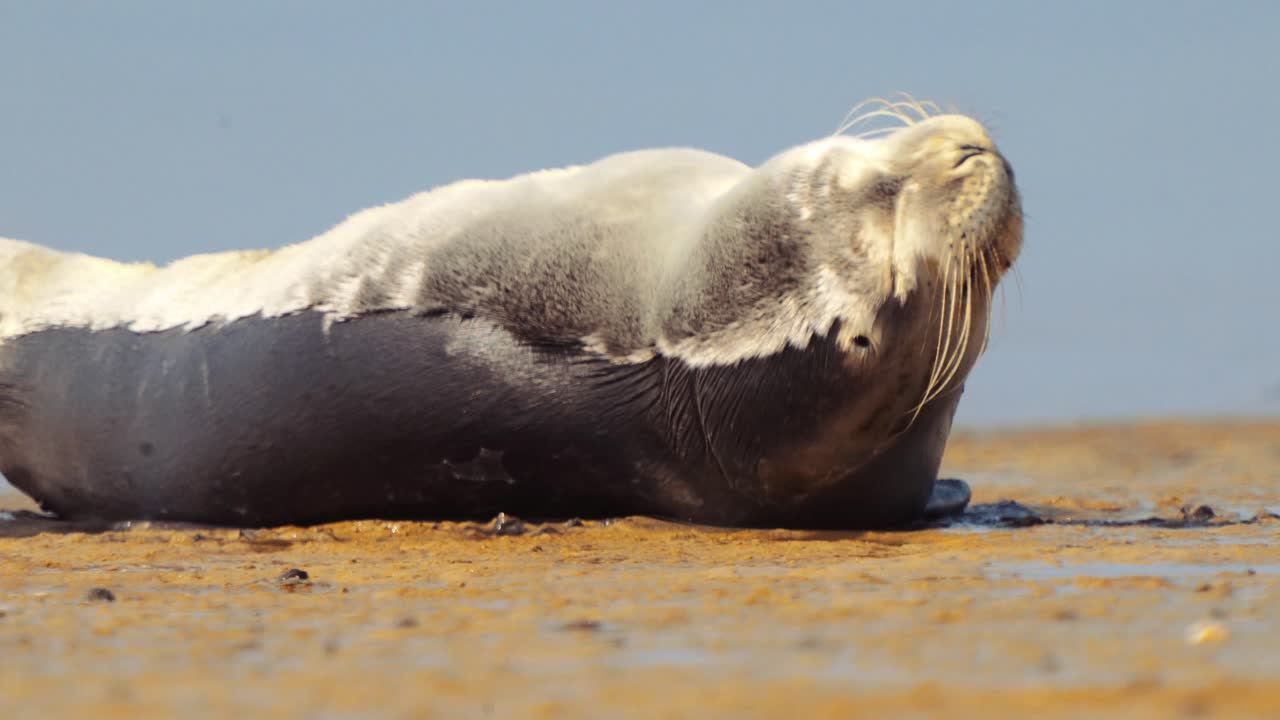 foca común soñolienta guiñando mientras yacía en la costa húmeda y arenosa, texel, países bajos, día
