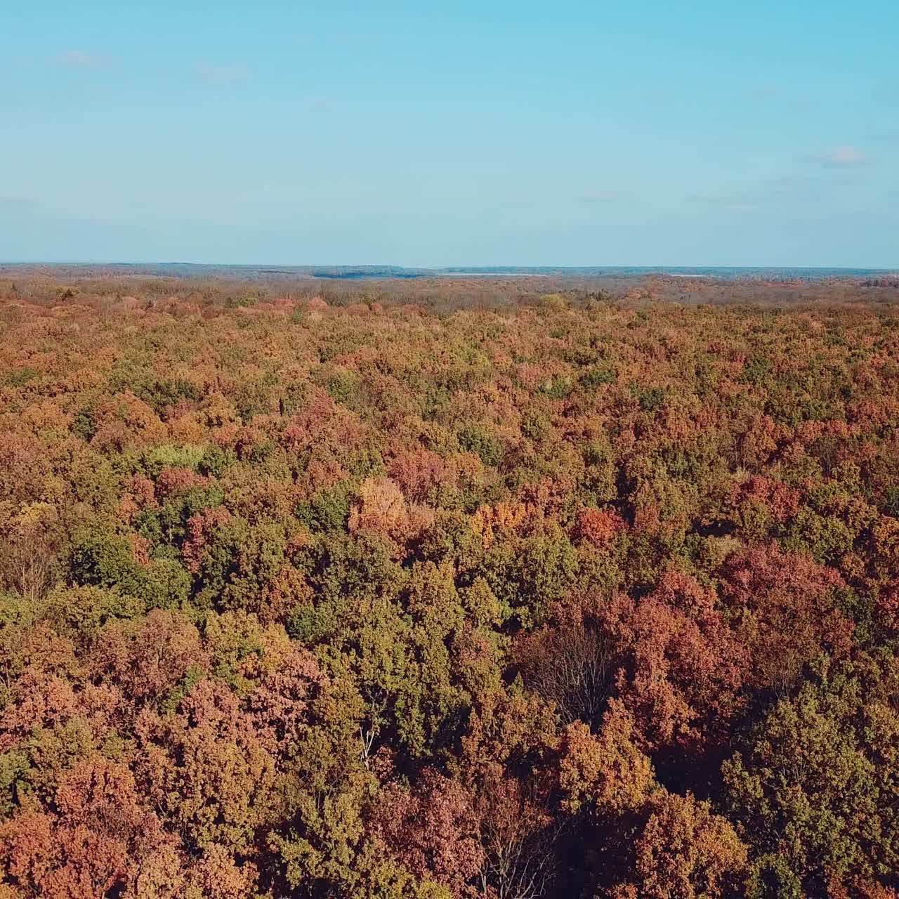 Natural scenery of beautiful forest in autumn under the clear blue sky. Drone shot flying up over colorful landscape, forest nature background. Camera moves back