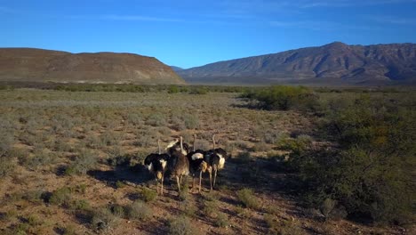 Flock-of-Ostriches-walk-through-African-Wild-towards-Mountains,-South-Africa,-Aerial-Forward-Motion