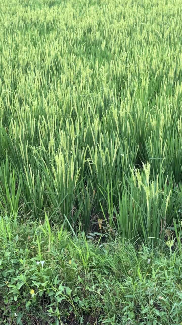 Rigogliosa risaia verde con piante che ondeggiano al vento