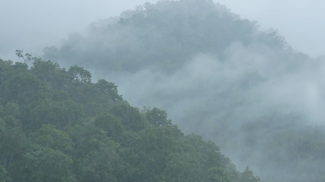 살윈 강의 열대우림