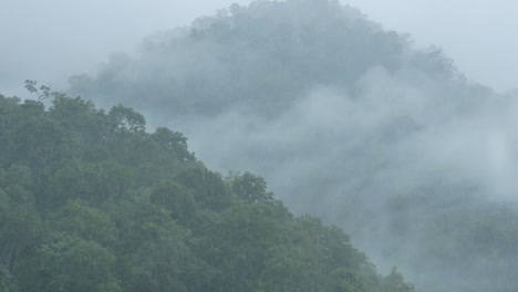 rainforest in salween river