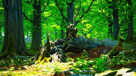 Forest-landscape-with-old-massive-trees-and-mossy-stones