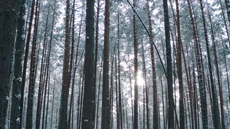 Sonnenlicht-Im-Winterwald-Mit-Weißem-Neuschnee-Und-Kiefern