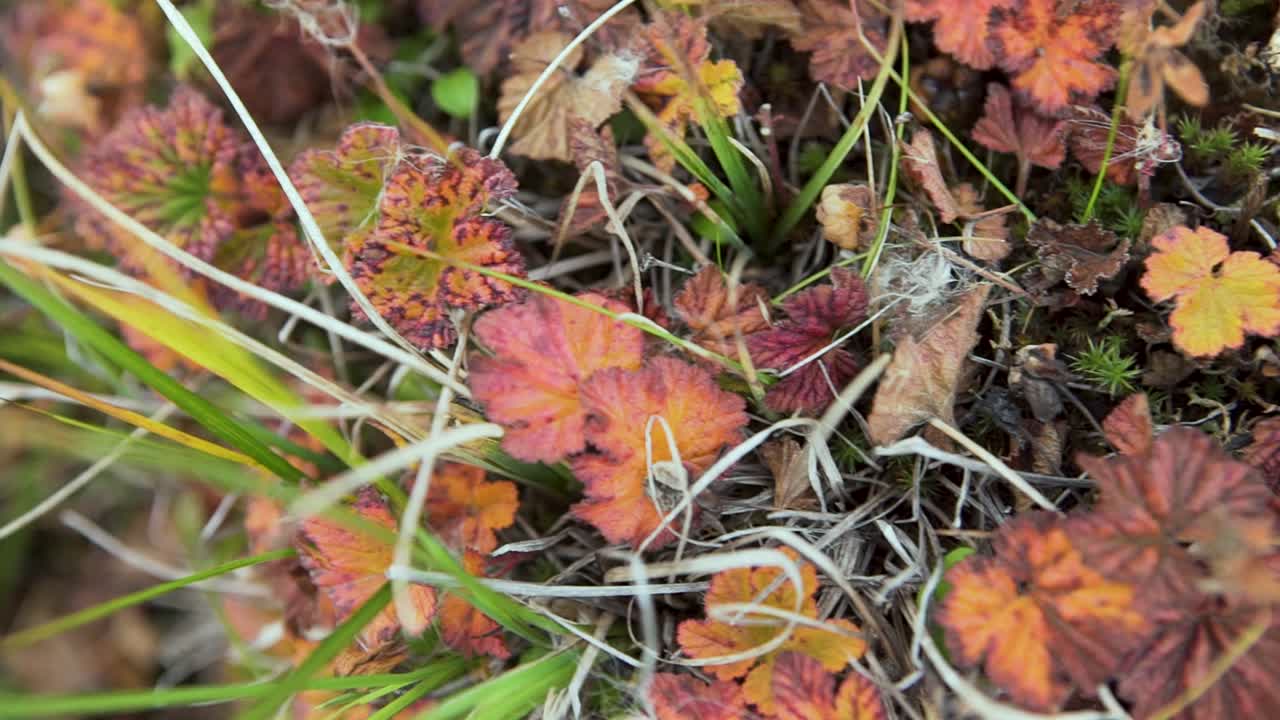 Autumnal Tundra Plants Closeup