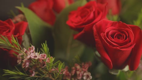 beautiful red roses in full bloom