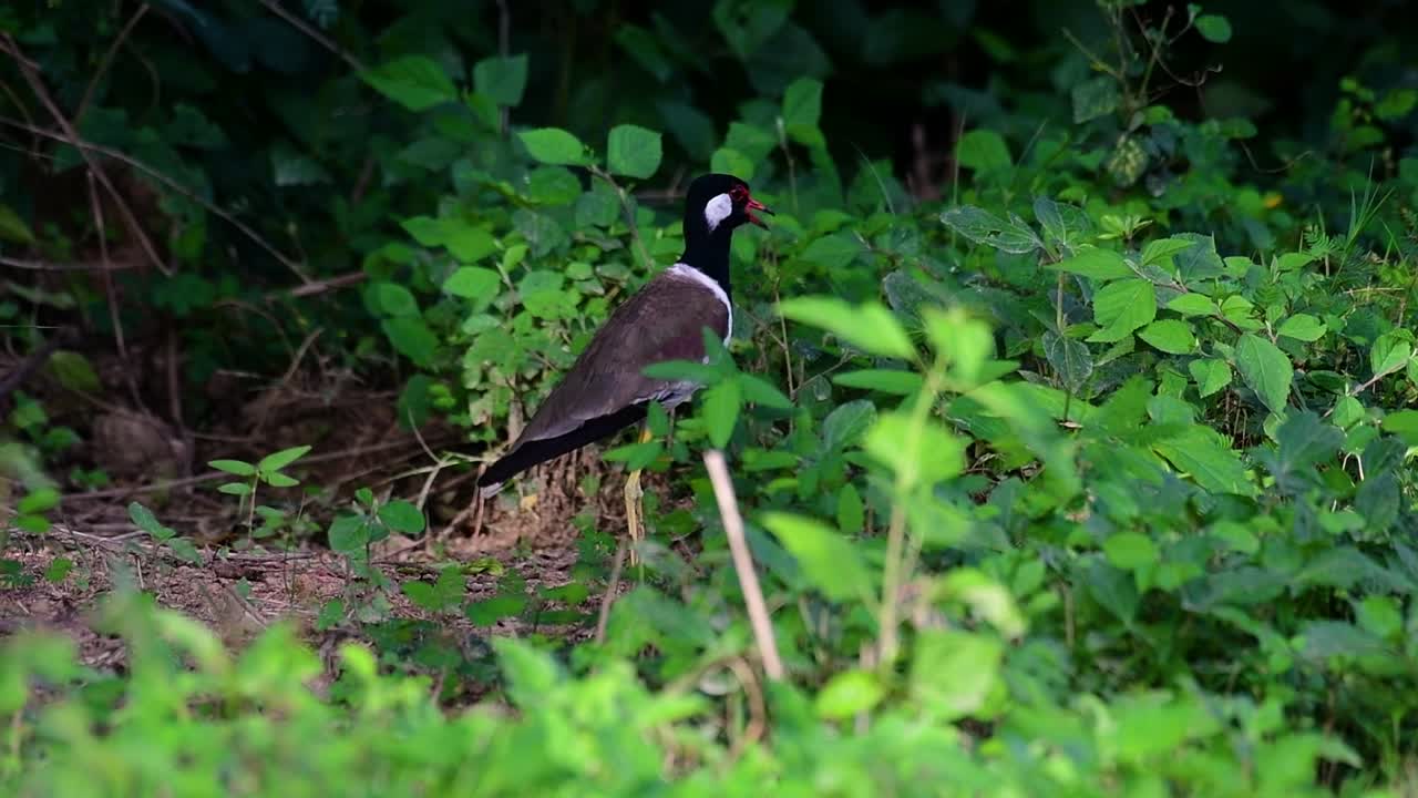 el avefría de barbas rojas es una de las aves más comunes de tailandia