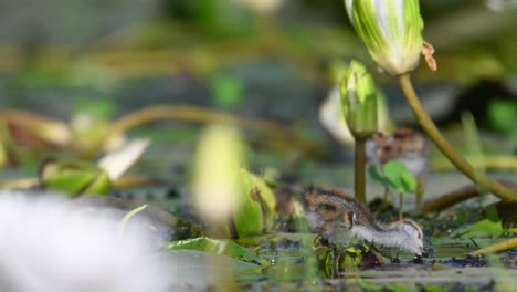 pheasant tailed jacana chicks searching food in wetland