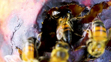 many yellow bees crawling inside a rotten fruit