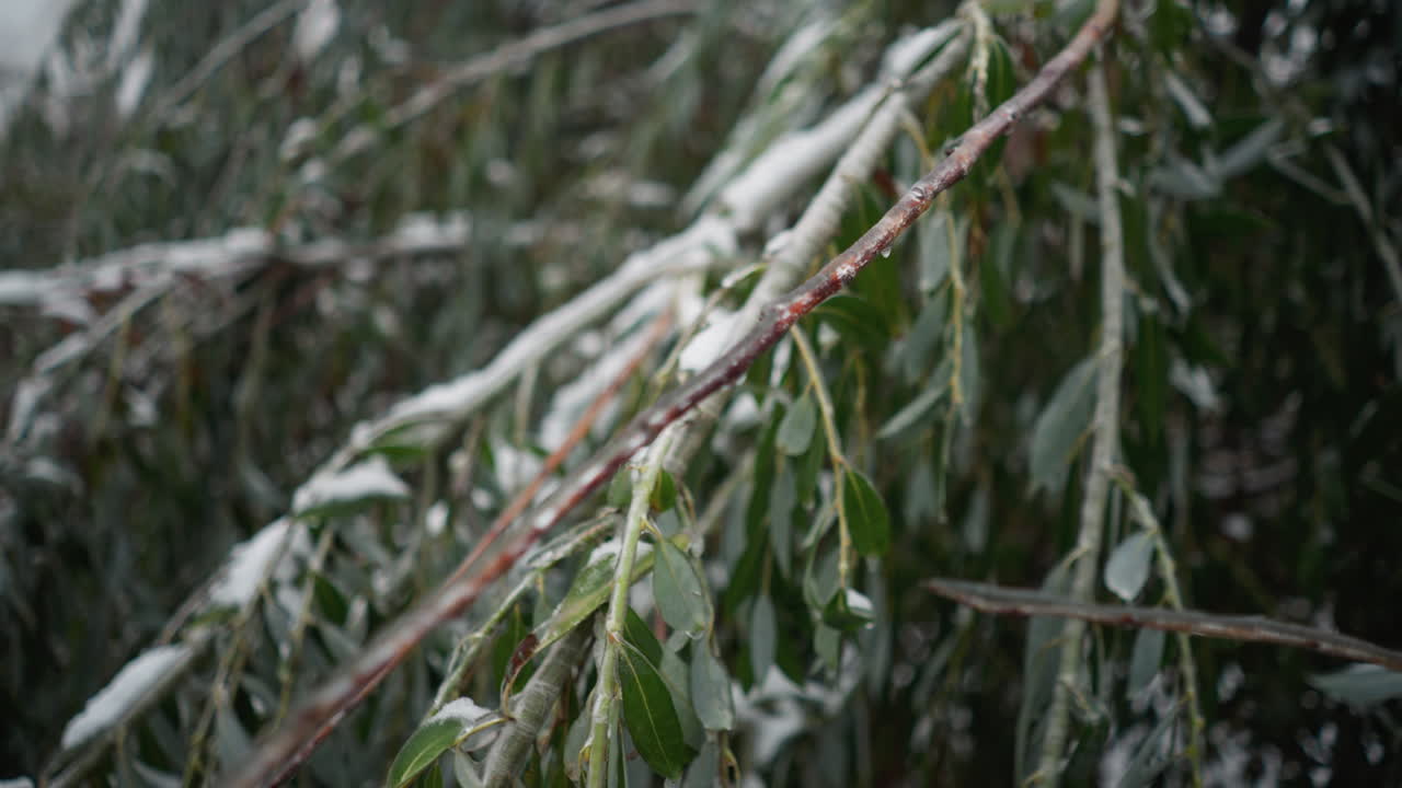 primer plano de ramas de árboles cubiertas de nieve con gotas de agua en las puntas de las hojas, mostrando intrincadas texturas naturales y delicados detalles de invierno en un entorno sereno y helado