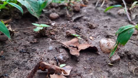 Static-close-up-of-many-ants-running-on-the-ground-between-plants-collecting-food-for-season
