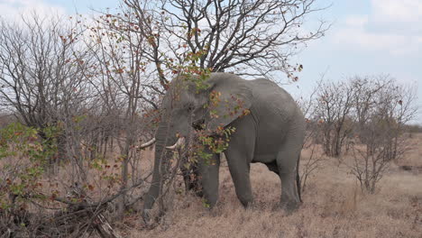 Toro-Elefante-Africano-Forrajeando-En-Arbustos