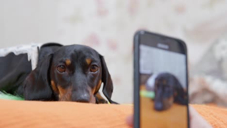 cute sad dachshund puppy lies on the bed while owner takes it on video with smartphone, close up view from low angle. portrait of beloved dog for memory. pets are like children for people