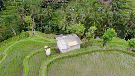 小小的小屋在大米植物的顶部,空中轨道视图