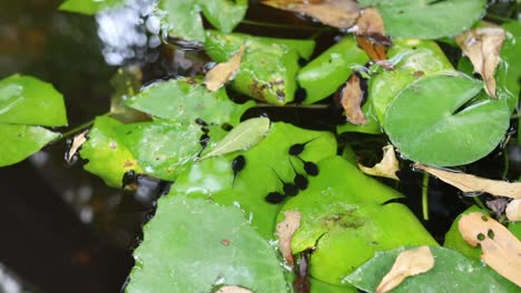 tadpoles move through water around lily pads.