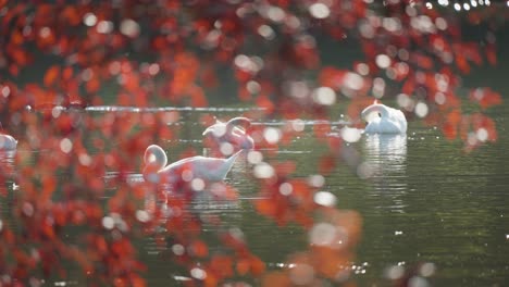 swans and ducks gently float on a pond, surrounded by small water ripples and a few floating feathers in a calm setting. colourful autumn foliage in the foreground.