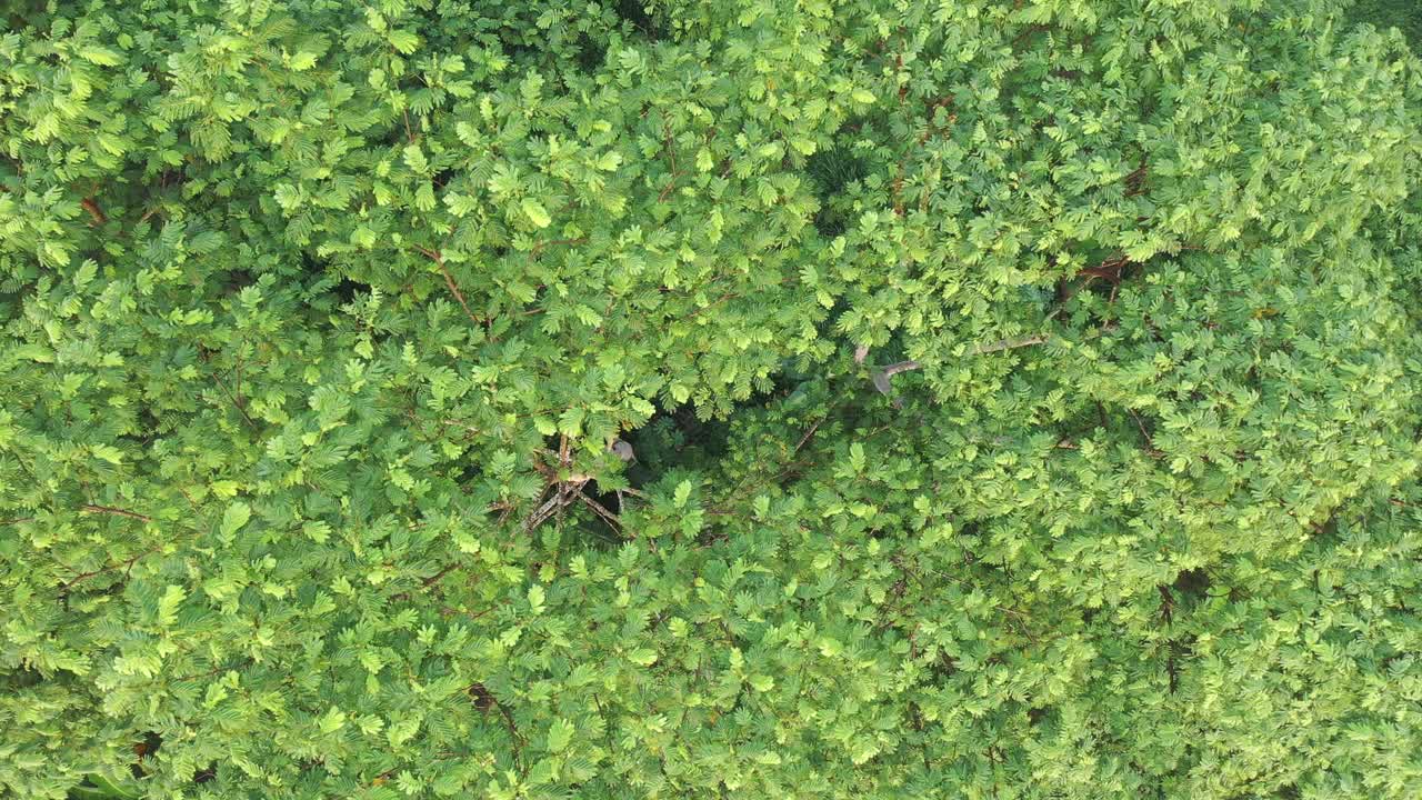 Aerial View of Tropical Plantation Landscape