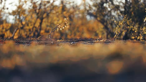 tiny birch trees covered with colorful yellow and orange leaves in the autumn tundra