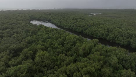 aerial view of lush mangrove forest with river in karachi