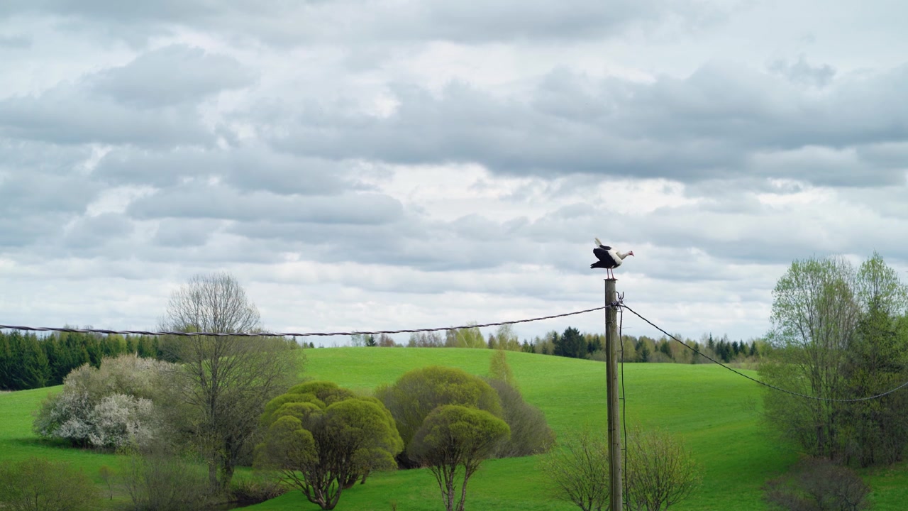 En hvid stork spreder sine vinger, mens den sidder på en elmast i et grønt landskab. Vilde fugle i naturen.