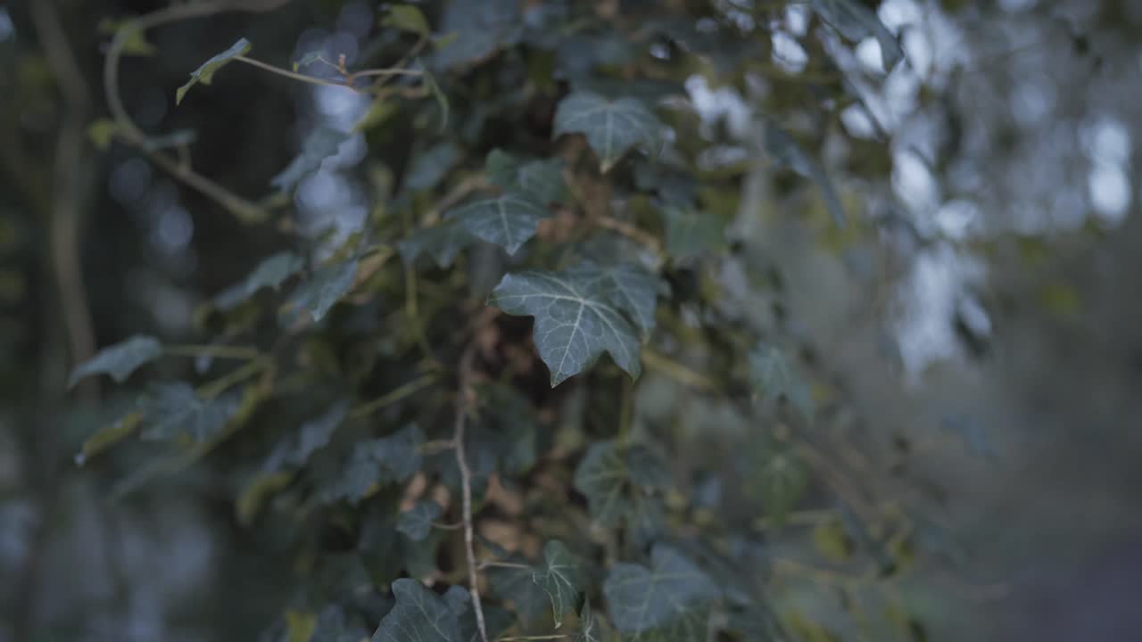 hermosas hojas verdes y densas de plantas trepadoras que cubren el tronco del árbol en el bosque de cambridgeshire en inglaterra reino unido en invierno
