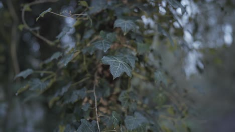 Wunderschöne-Grüne-Und-Dichte-Kletterpflanzenblätter,-Die-Im-Winter-Den-Baumstamm-Im-Wald-Von-Cambridgeshire-In-England,-Großbritannien,-Bedecken