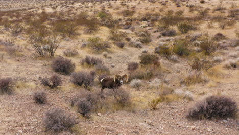 Primer-Plano-Aéreo-De-Borrego-Cimarrón-Salvaje-En-El-Desierto-De-Nevada-Valle-De-Fuego-Remoto-Entorno-Natural-No-Contaminado