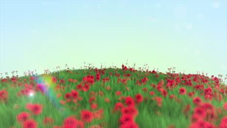 Red-Flowers-Field-in-4K-A-Vibrant-Nature-Landscape