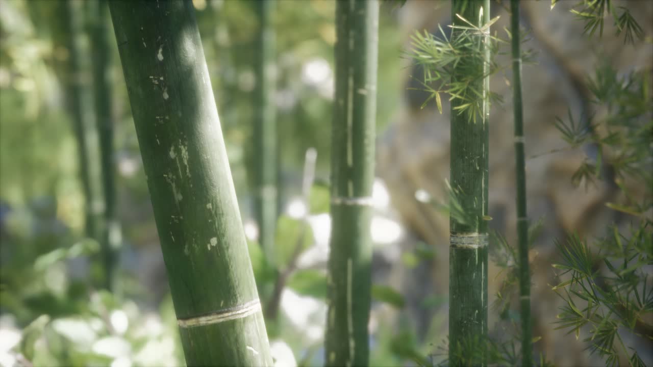 fondo de bosque de árboles de bambú verdes