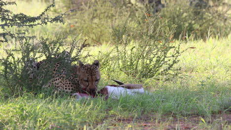gráfico: un guepardo kalahari adulto se come una gacela recién muerta