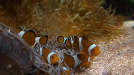 group of clown fish relaxing