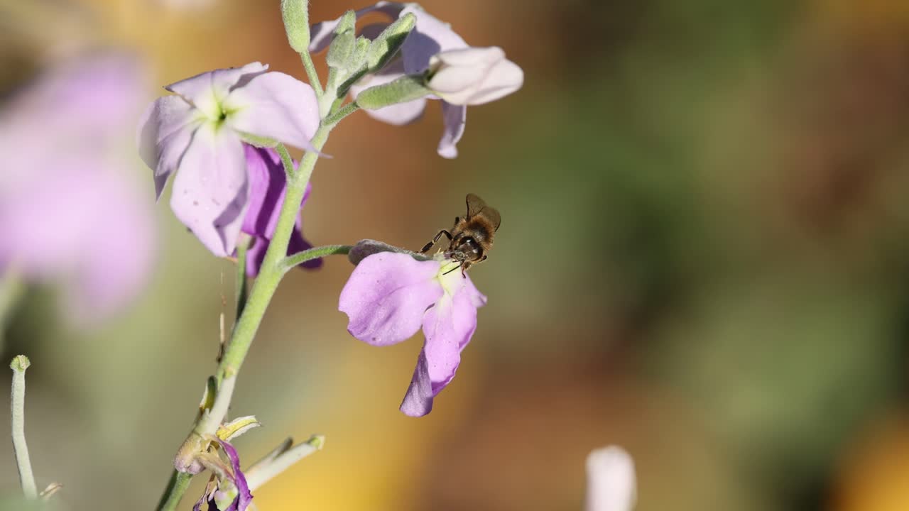 Api che si nutrono e impollinano fiori viola.