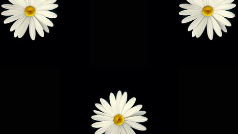 white daisies on black background