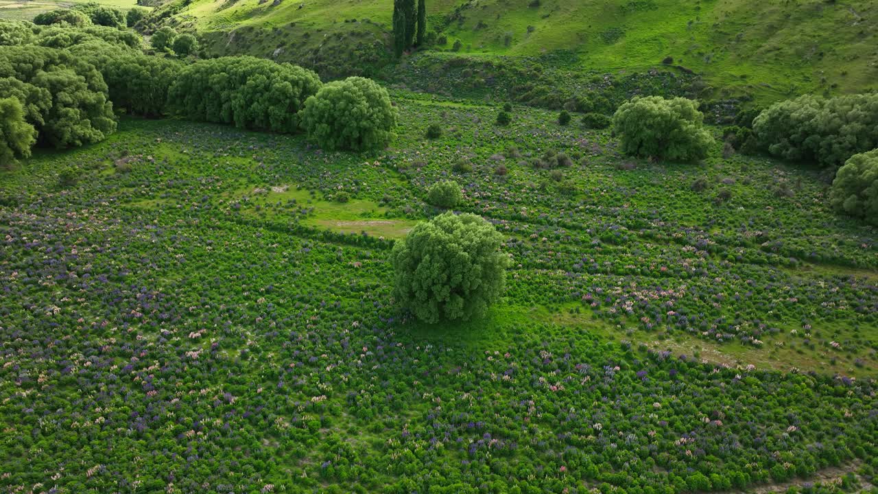 campo de flores de lupino pradera verde con árbol solitario en el medio, nueva zelanda, antena