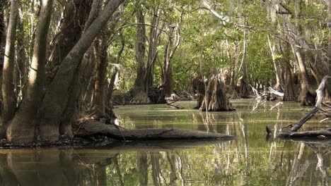 navegando a través de un pantano de cipreses en florida