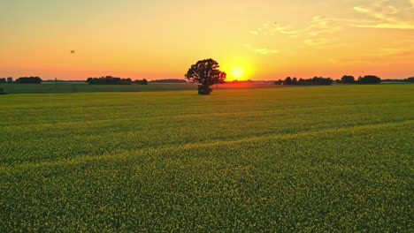 Golden-sunset,-silhouette-of-tree-and-endless-rapeseed-field,-aerial-view