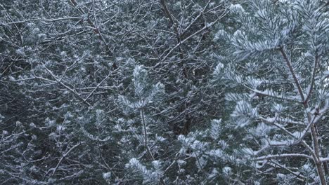 tilted up view of frozen branches, densely growing pine trees covered with snow in 4k. frosty evergreen trees and snowy pine needles covered by snow. winter nature landscape, view moves to treetops
