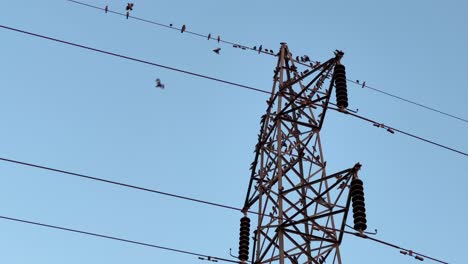 flock of bird flying and perching on electric wire in india