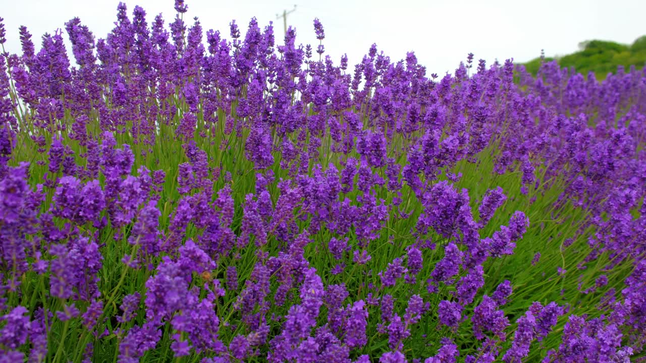 gran exhibición de plantas de lavanda púrpura violeta con polen y abejas