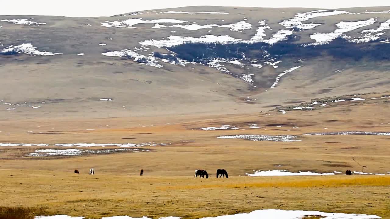 말들은 봄철에 앨버타 남서부의 초원 자연 지역에 있는 고슴도치 언덕에 인접한 계곡에서 자라는 새 풀에서 풀을 뜯고 있습니다.