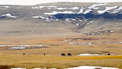 caballos pastando en primavera en pastos nuevos que crecen en los valles adyacentes a las colinas de puercoespín en la región natural de pastizales del suroeste de alberta.