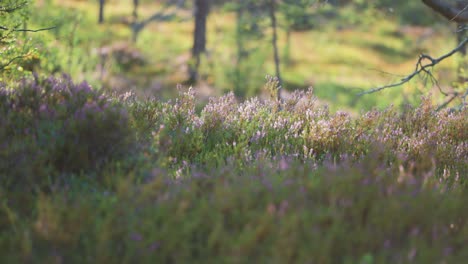 The-tundra-is-bathed-in-warm-sunlight,-illuminating-young-pine-saplings,-heather-shrubs,-and-lush-grasses