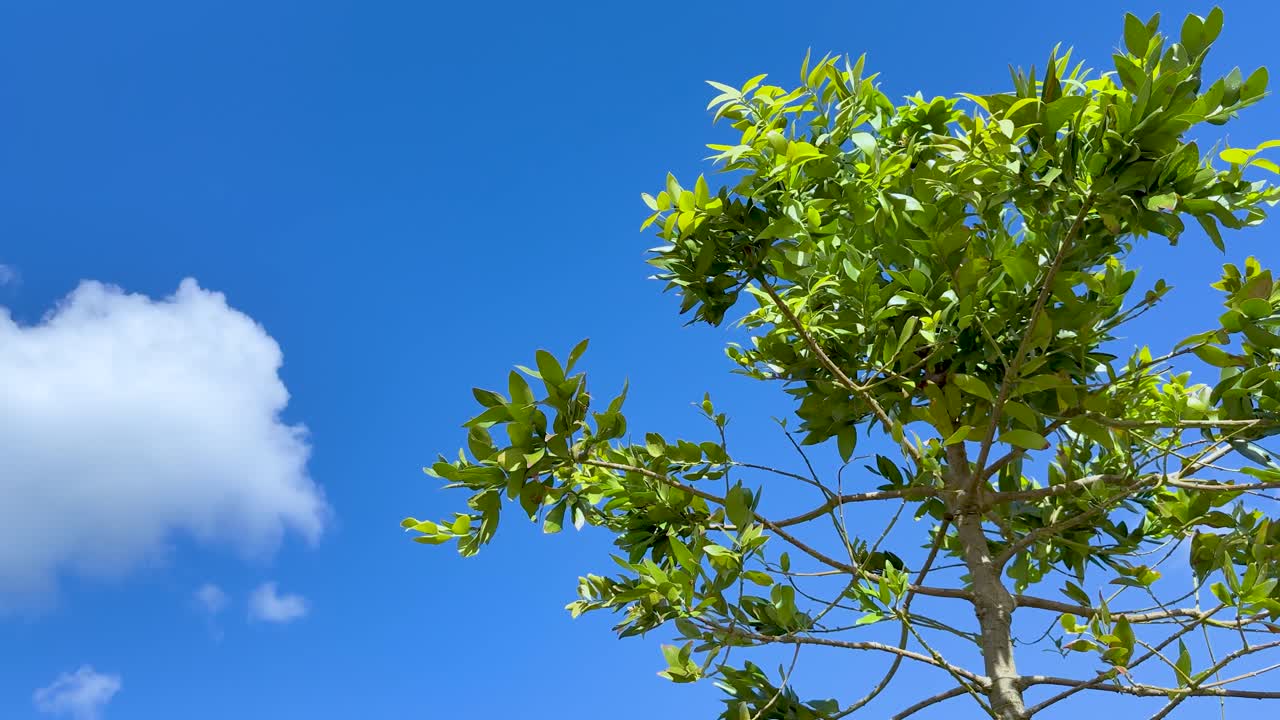 A leafy tree gently sways in the wind against a vivid blue sky with scattered clouds. Bright daylight, static wide shot, natural outdoor setting