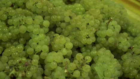 4k panning footage of freshly picked chardonnay grapes