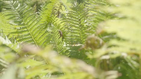 Ferns-bathed-in-sunlight,-swaying-gently-in-the-breeze,-showcasing-the-vibrant-green-beauty-of-nature