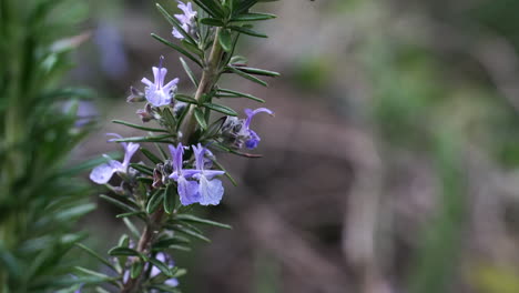 Nahaufnahme-Von-Rosmarinstiel-Mit-Rosmarinblüten,-Die-Sich-Im-Wind-Bewegen