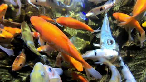 colorful tropical fish in aquarium