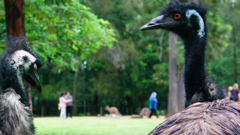 close up black ostrich head, lone pine koala sanctuary, brisbane, australia.