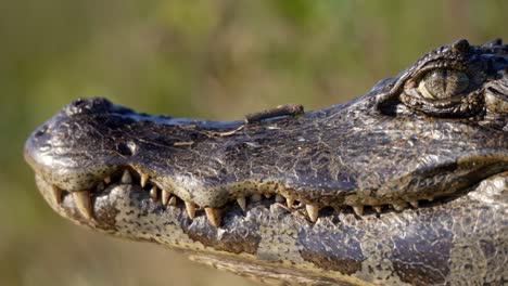 side profile of caiman in grass, profile with mouth slightly open and teeth shown in sharp contrast, backdrop